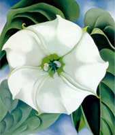 Jimson Weed